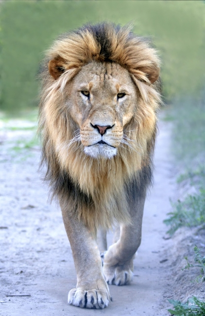 lion pour soirée VIP